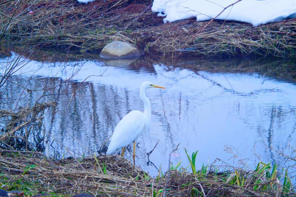 鳥さんを追って、、、