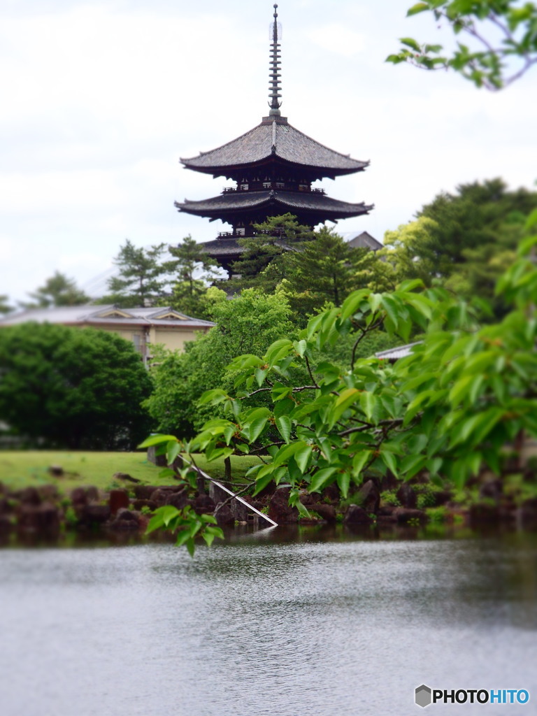 興福寺　五重塔