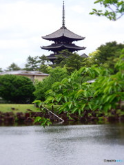 興福寺　五重塔