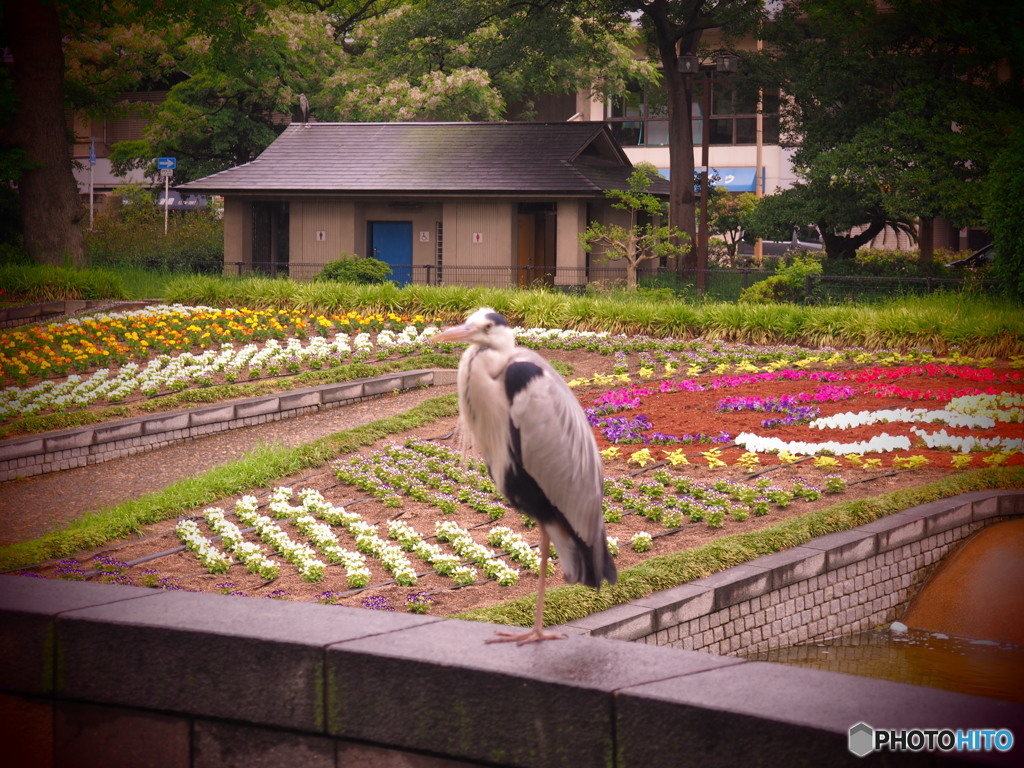 アオサギ