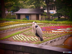 アオサギ