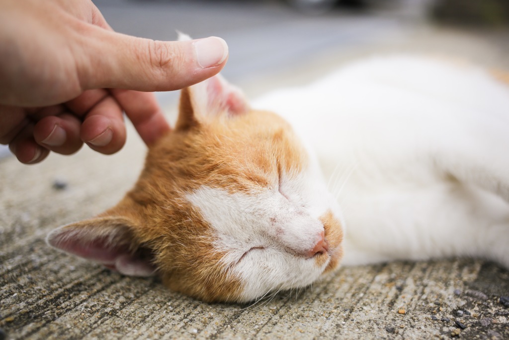 ねこ