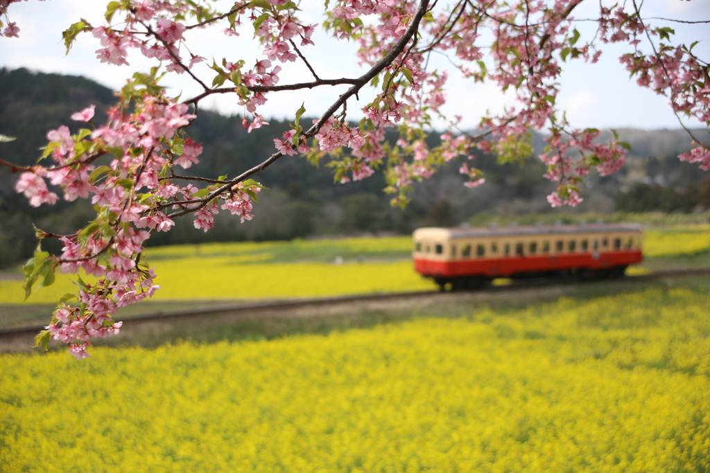 菜の花の中！