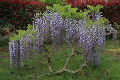 満開　藤の花