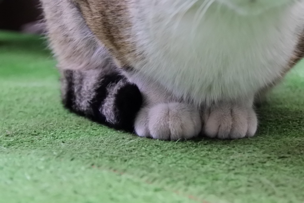 もふまふ
