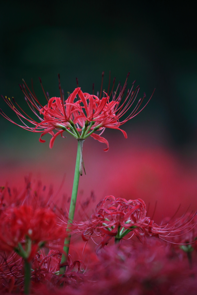曼珠沙華