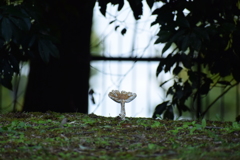 きのこ