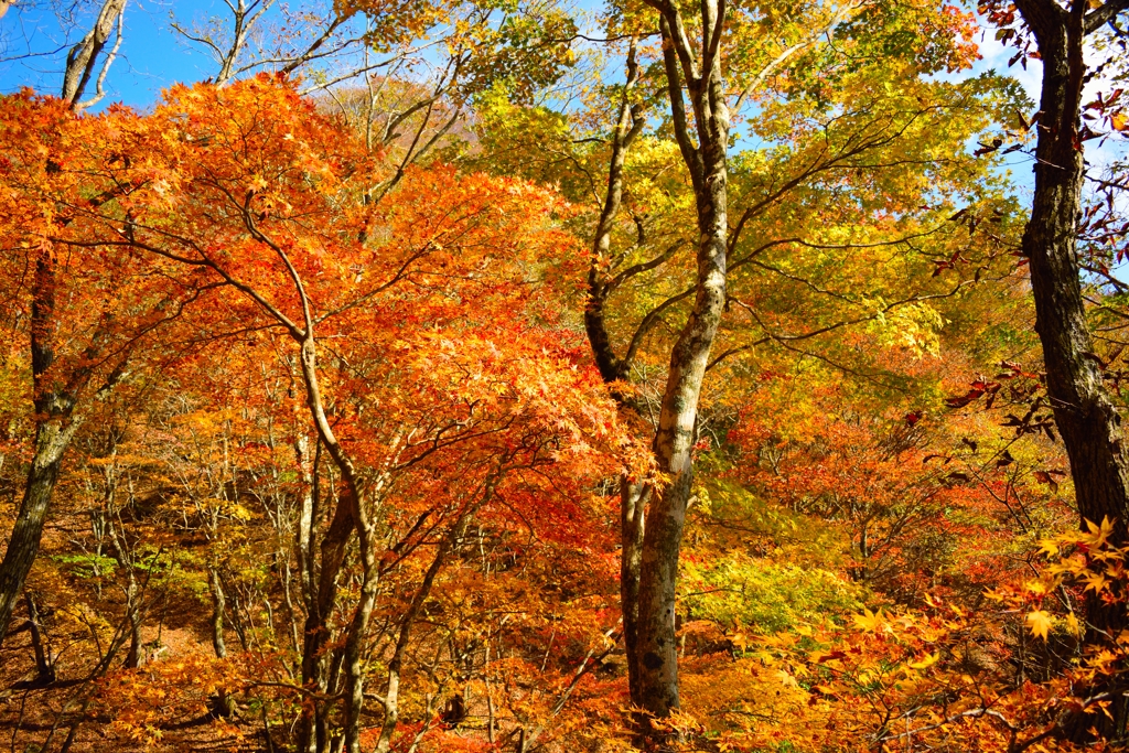 紅葉