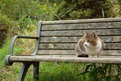 おじいちゃん猫
