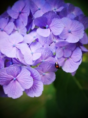 紫陽花とてんとう虫