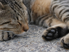 みなと猫の肉球