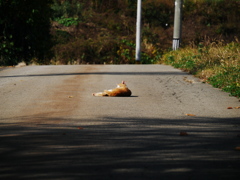 Indian summer（公道の主…昼寝中）