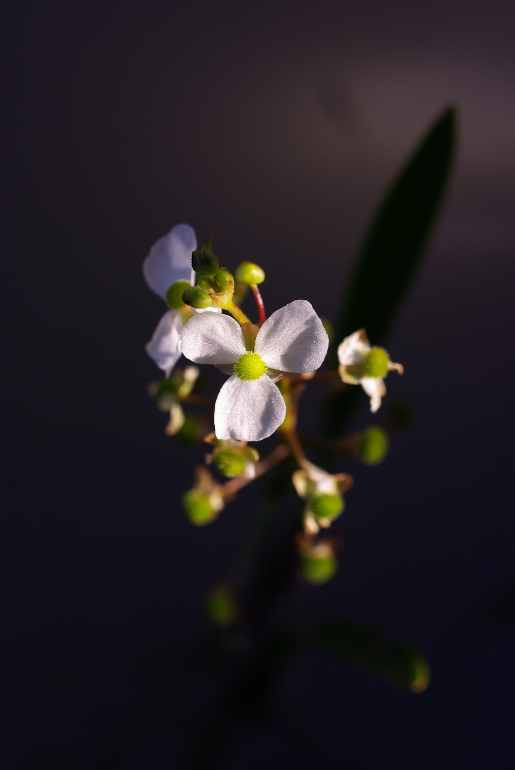 川の花