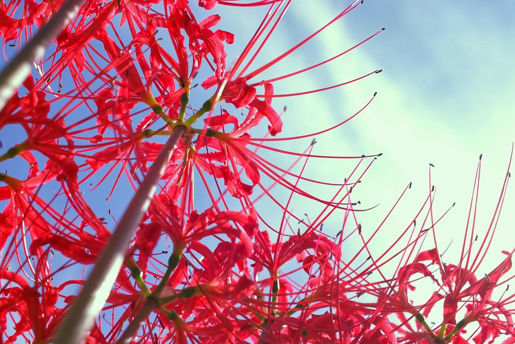 彼岸花