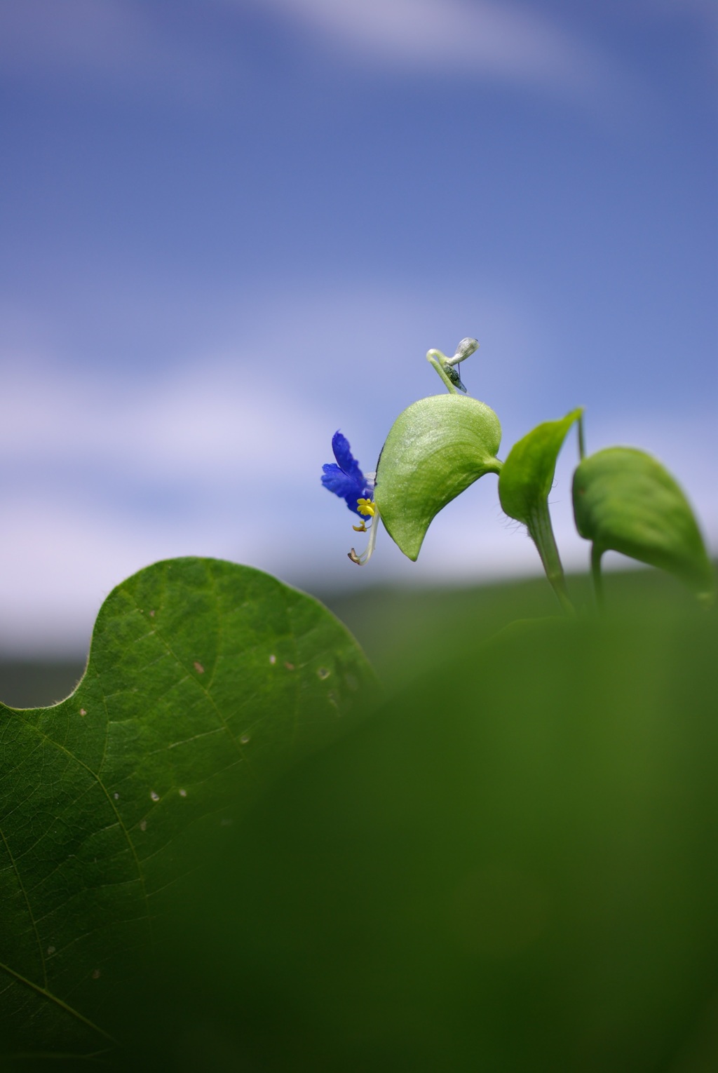 露草