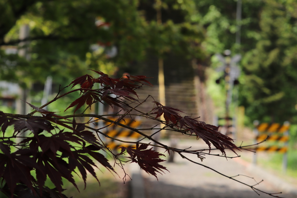 花の見頃は過ぎているけど