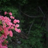 花のある暮らし