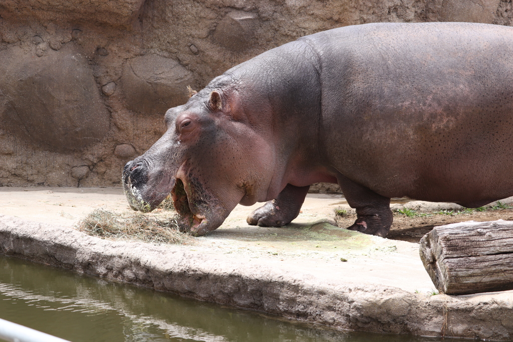 カバの食事