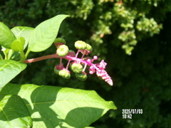 夏