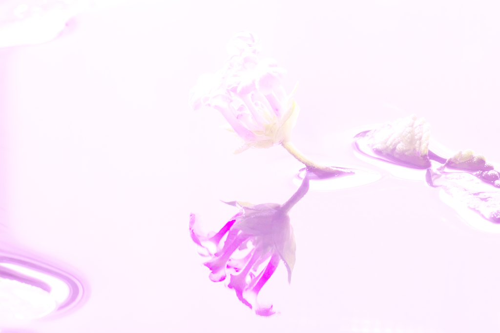 朝靄の中で