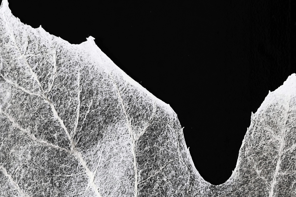 Leaf