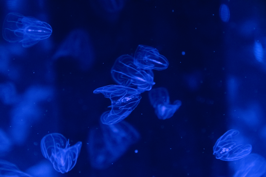 水族館 クラゲ_4