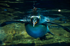 水族館 ペンギン