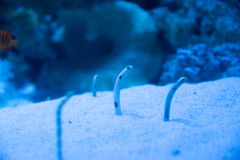 水族館 熱帯魚_2