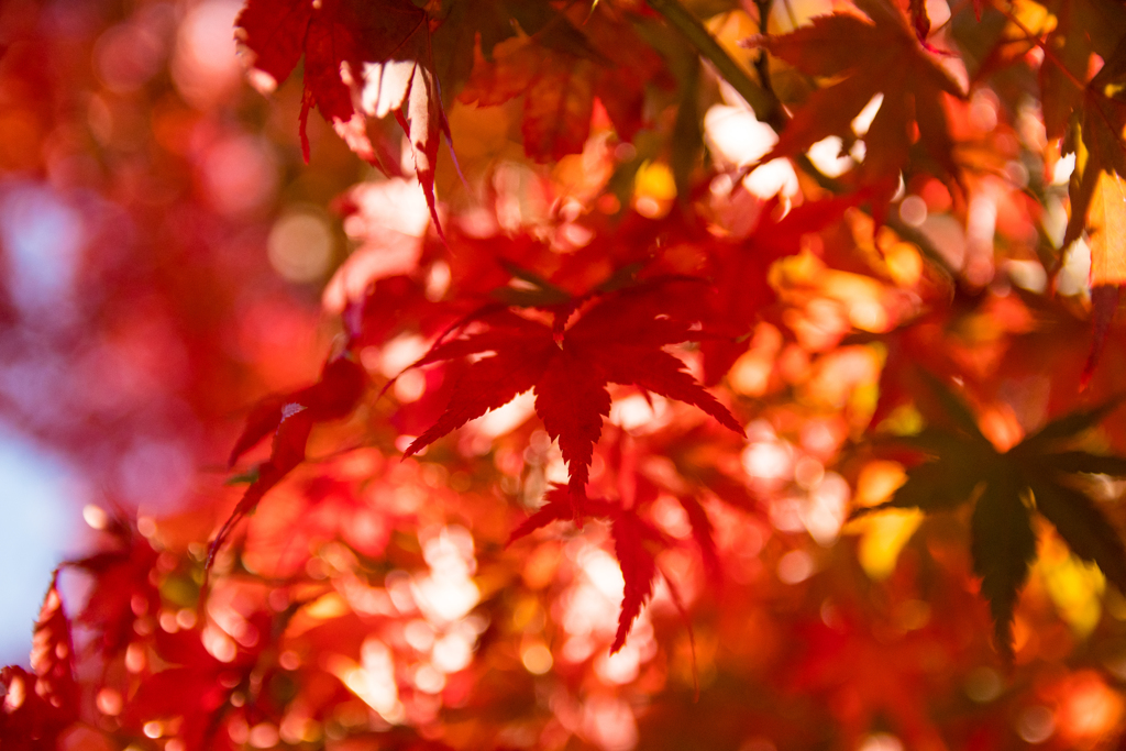 高尾山_紅葉1