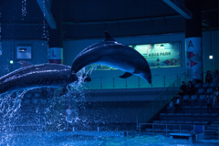 水族館_イルカ