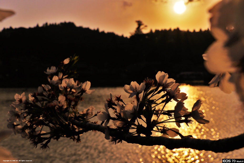 夕暮れの桜