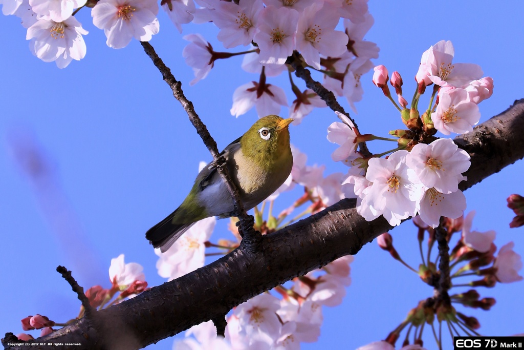 春ですね！