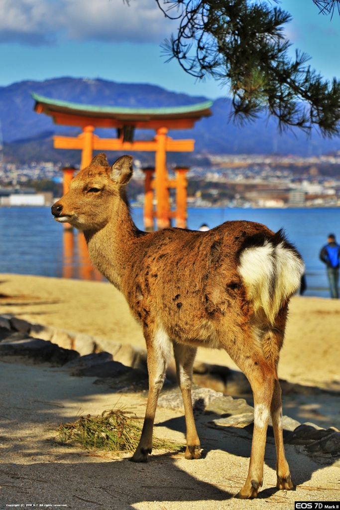厳島神社名物