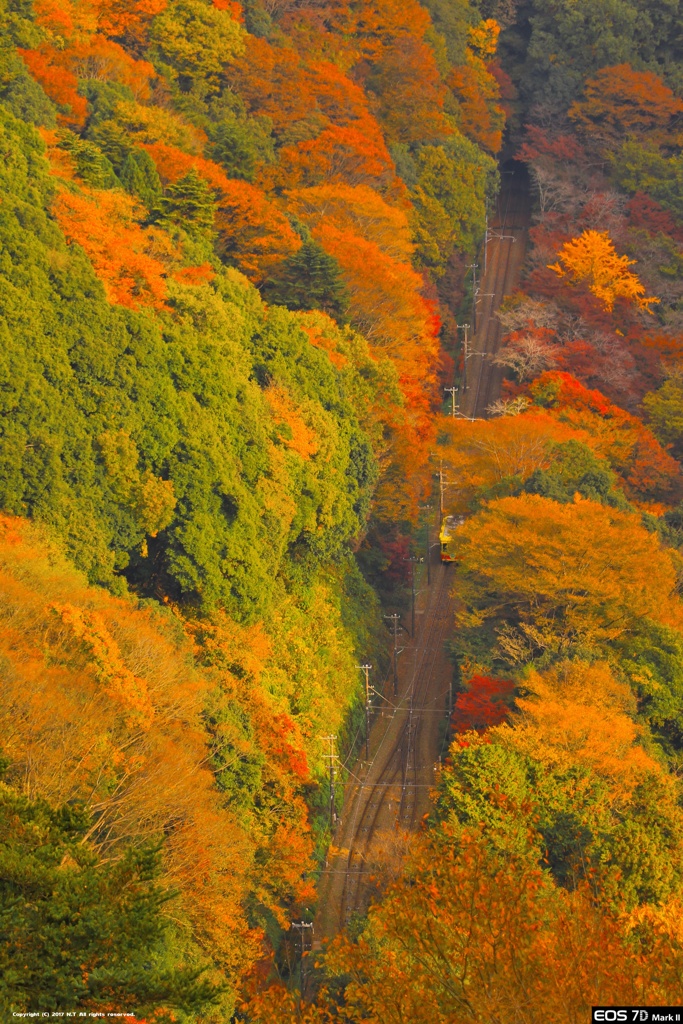 ケーブルカーと高尾山のプチ紅葉