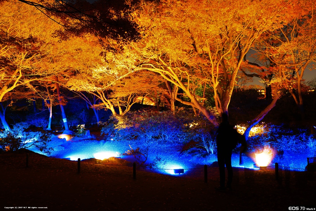 紅葉と大名庭園のライトアップ 2017