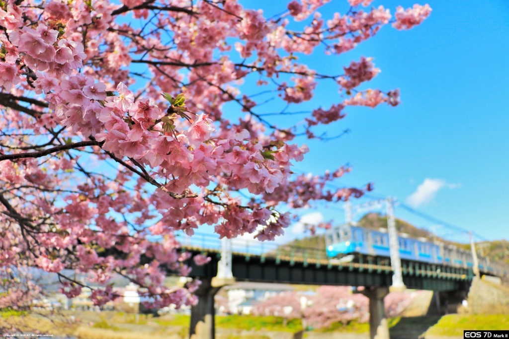 桜と電車