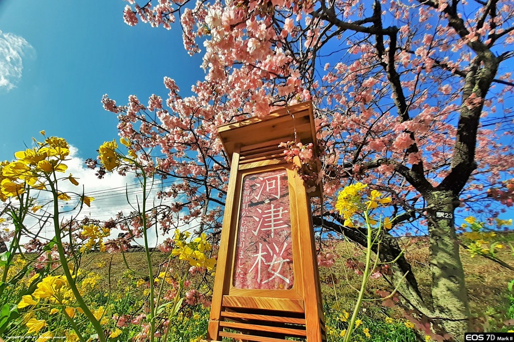 本場の河津桜