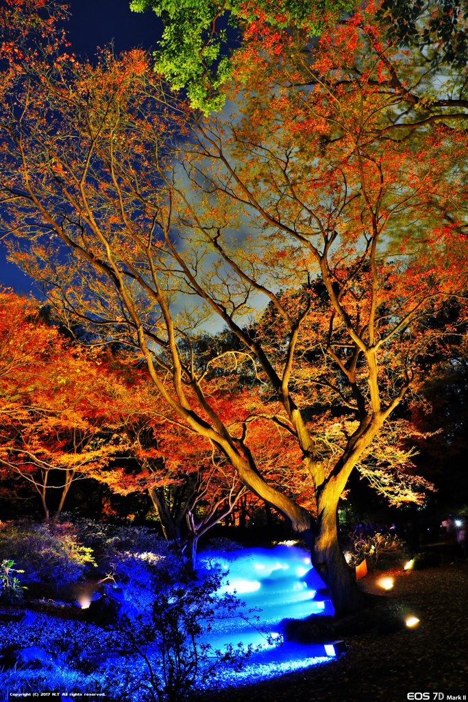 紅葉と大名庭園のライトアップ 2017