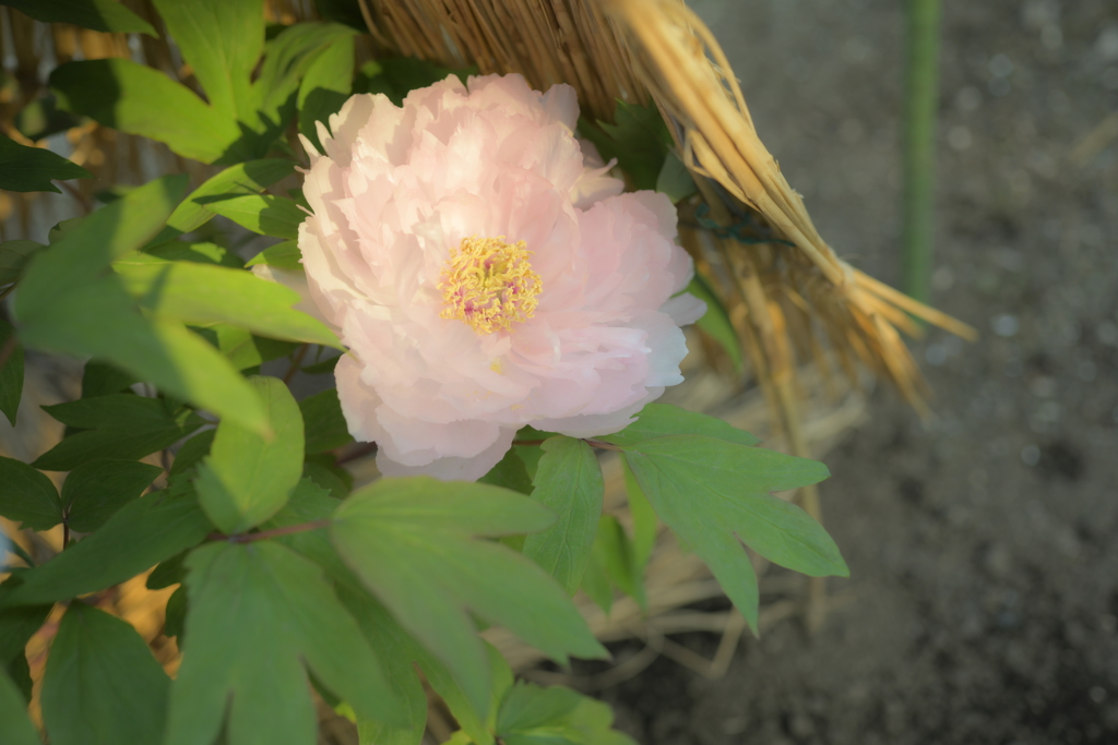 Clear flower