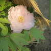 Clear flower
