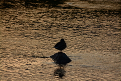 夕鴨
