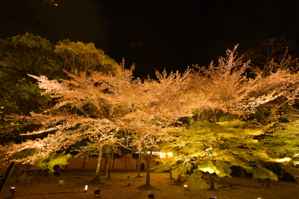 葉桜