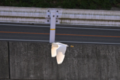 シラサギ