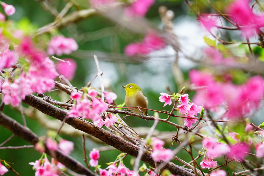 春爛漫