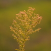 夕日に照らされる野草