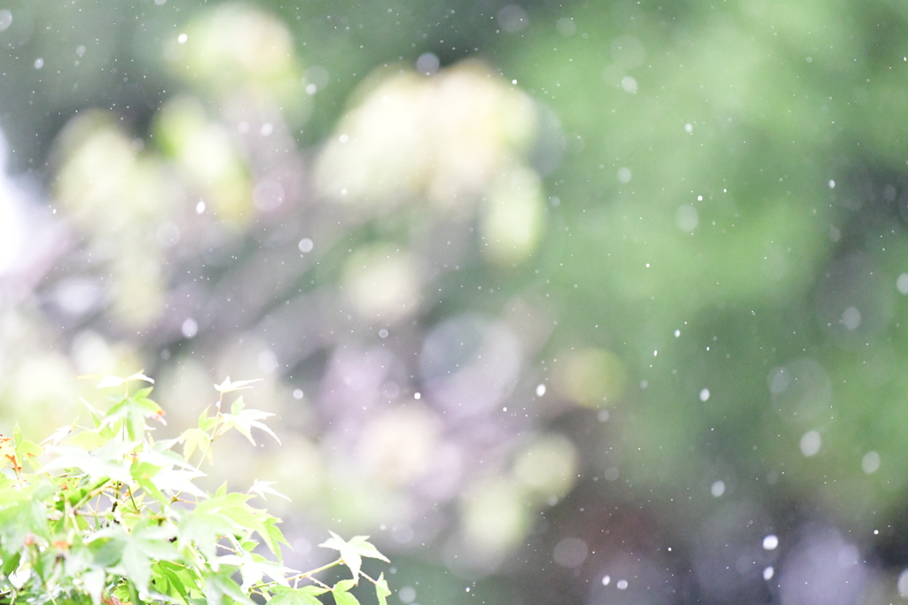 雨のお庭