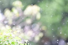 雨のお庭