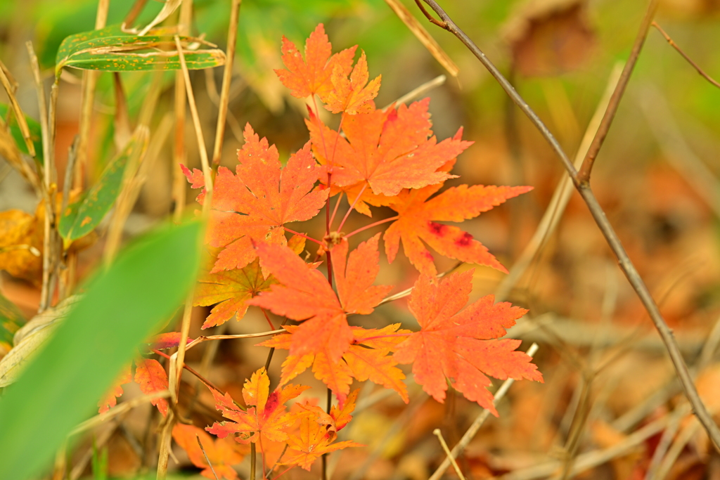 紅葉狩り