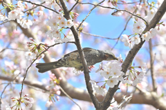 あちらこちら