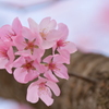 吾妻の春